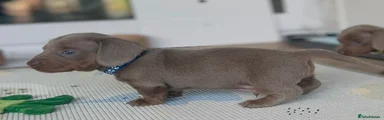 Miniature Dachshund 1