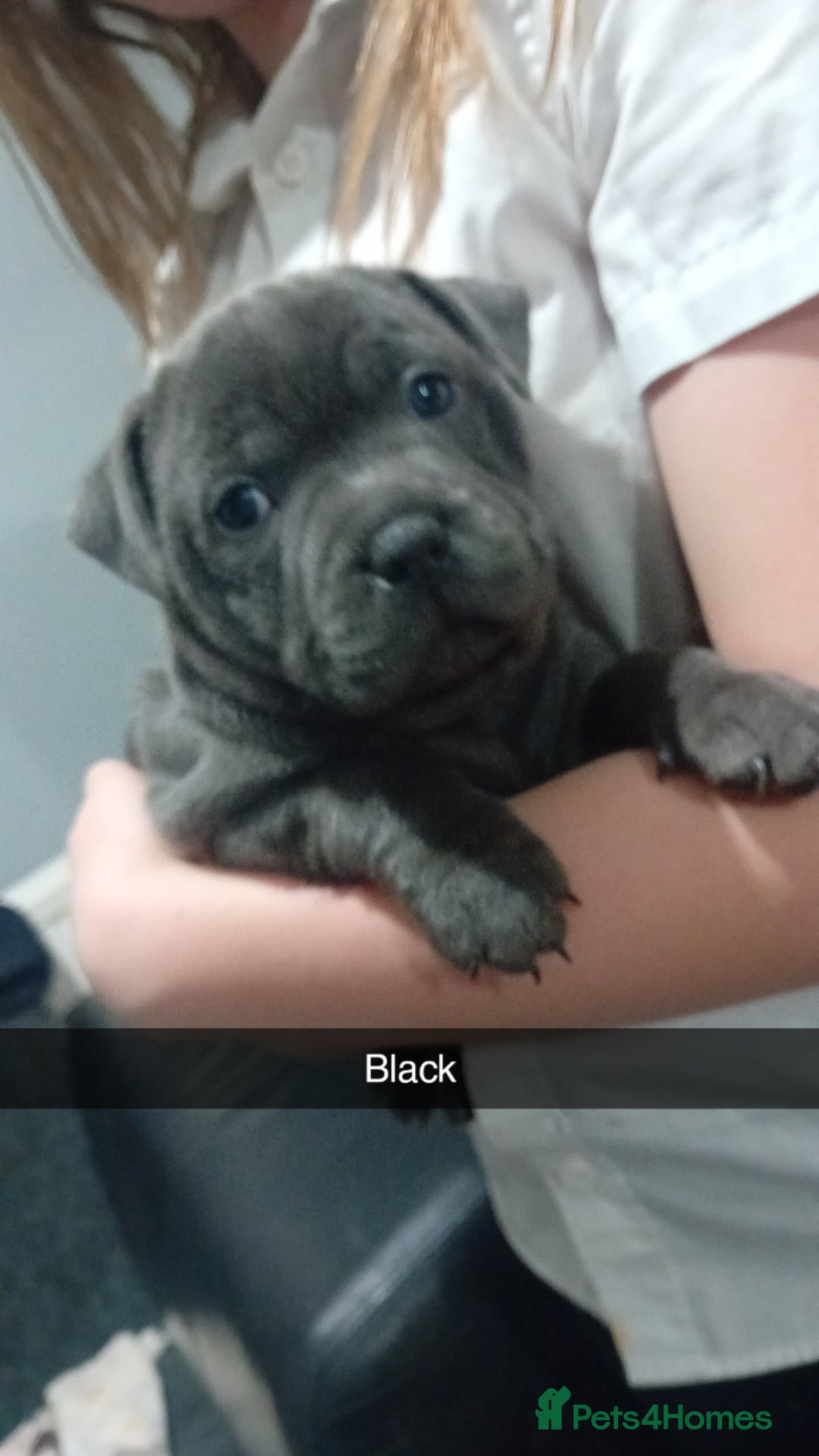 Staffordshire Bull Terrier dogs for sale: **Gorgeous blue staffy pups** - Advert 1