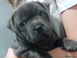 Staffordshire Bull Terrier dogs **Gorgeous blue staffy pups** - Advert 1