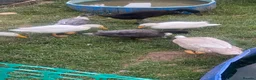 Ducks poultry for sale: Male call ducks available  in Selby - Advert 2