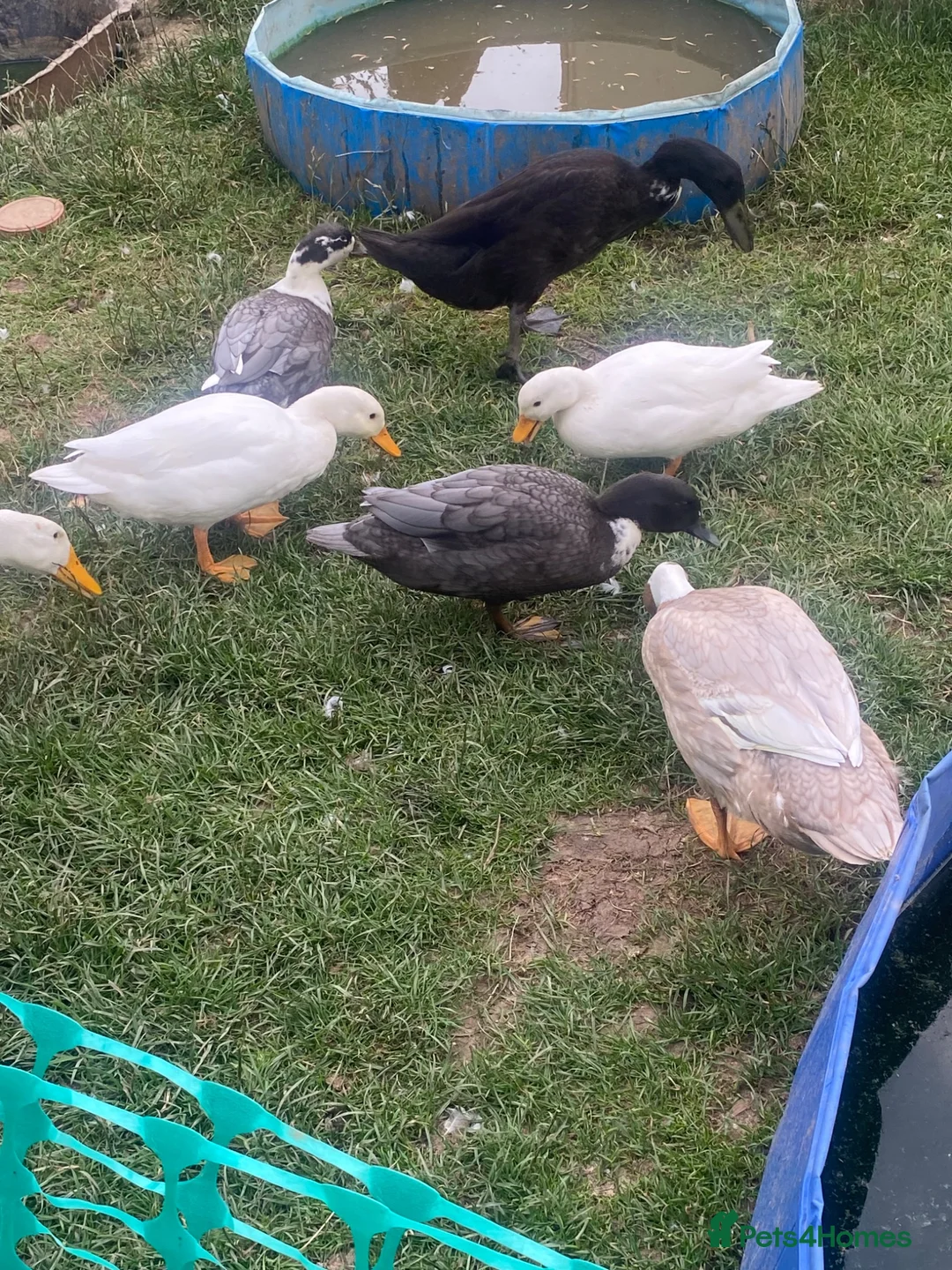 Ducks poultry for sale: Male call ducks available  in Selby - Advert 2