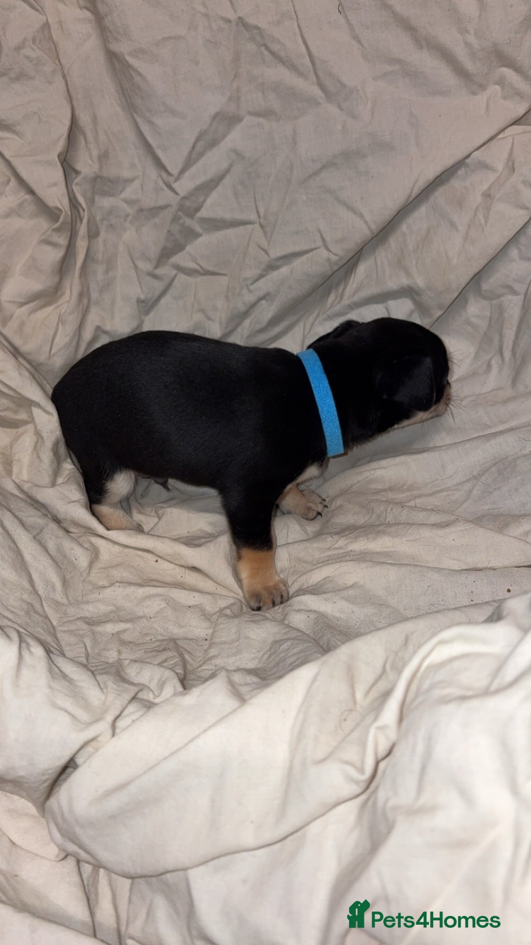 Mixed Breed dogs for sale: 🐶 Adorable Miniature Pinscher×Chihuahua Puppies - Advert 20