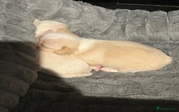 Chipoo dogs for sale: Chihuahua X toy poodle - Image 4