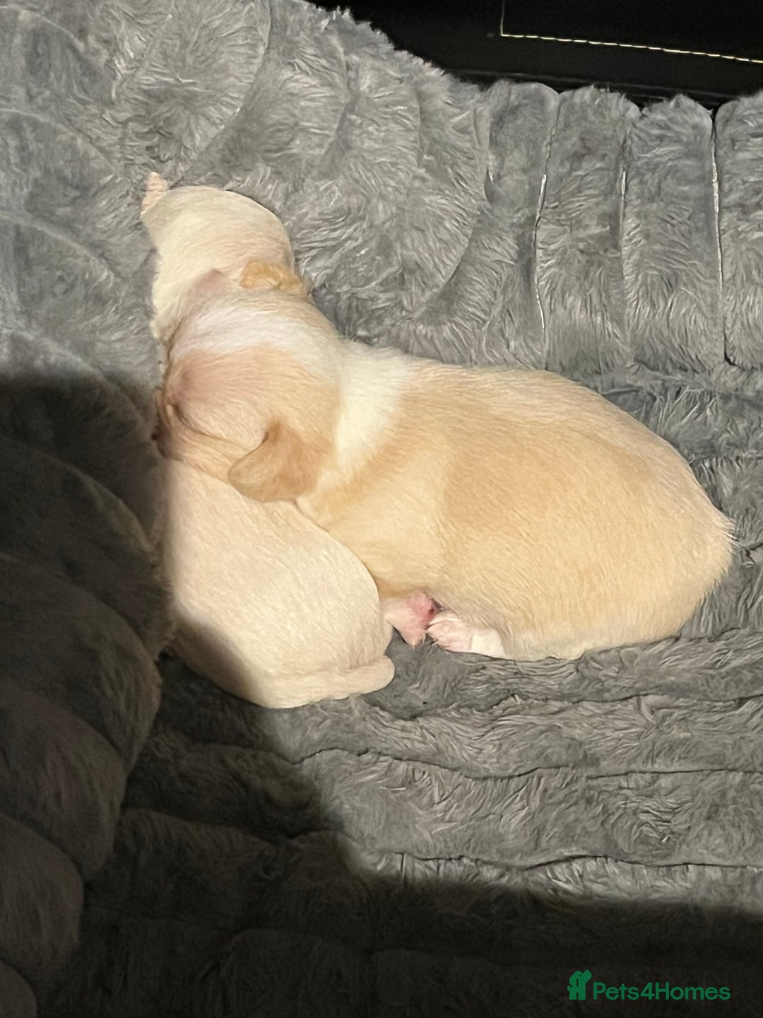 Chipoo dogs for sale: Chihuahua X toy poodle - Image 4