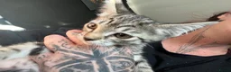 Mixed Breed cats for sale: Siamese cross  - Advert 5