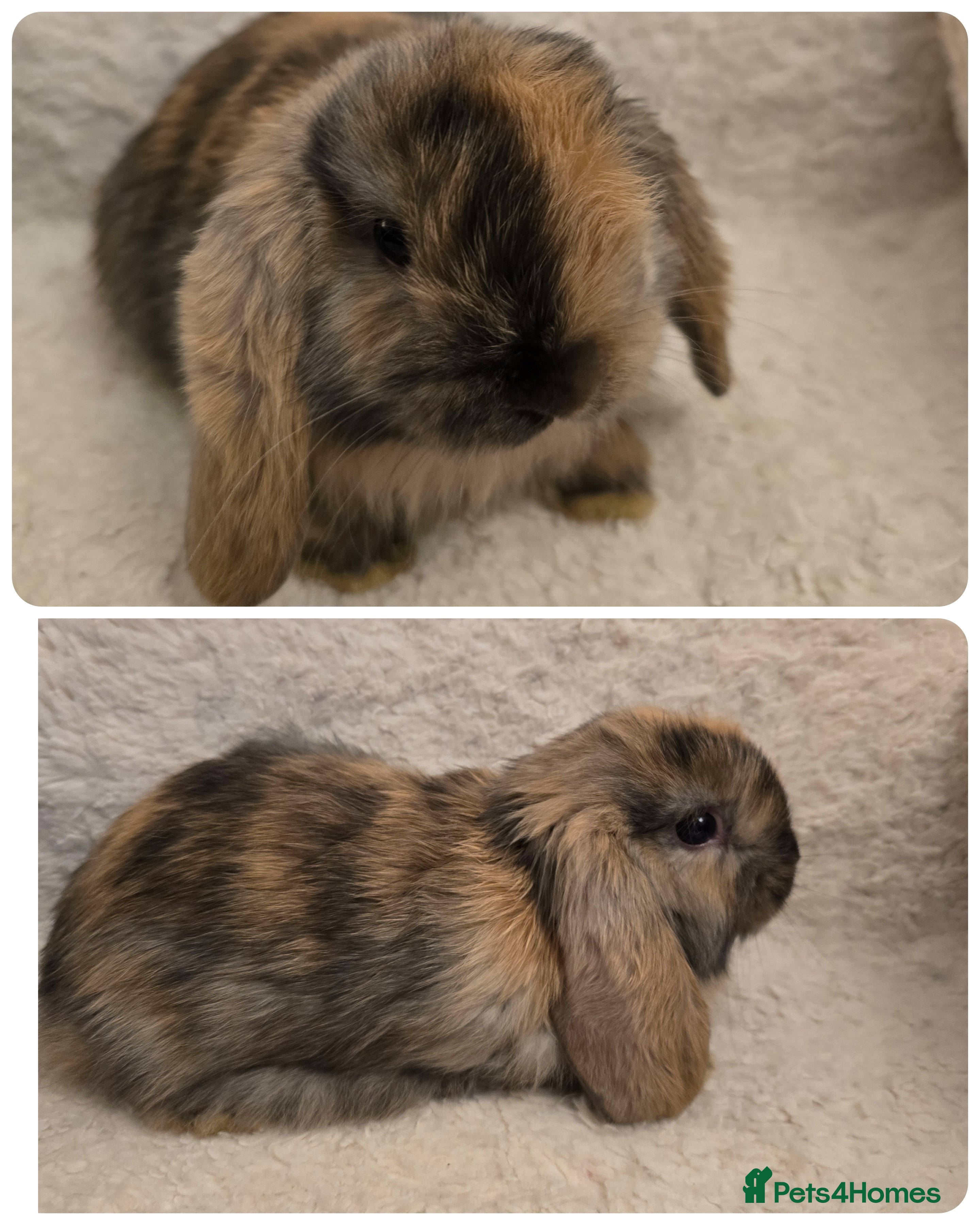 Mini Lop rabbits Mini lops - Advert 1