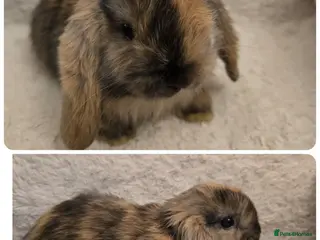 Mini Lop rabbits Mini lops - Advert 1