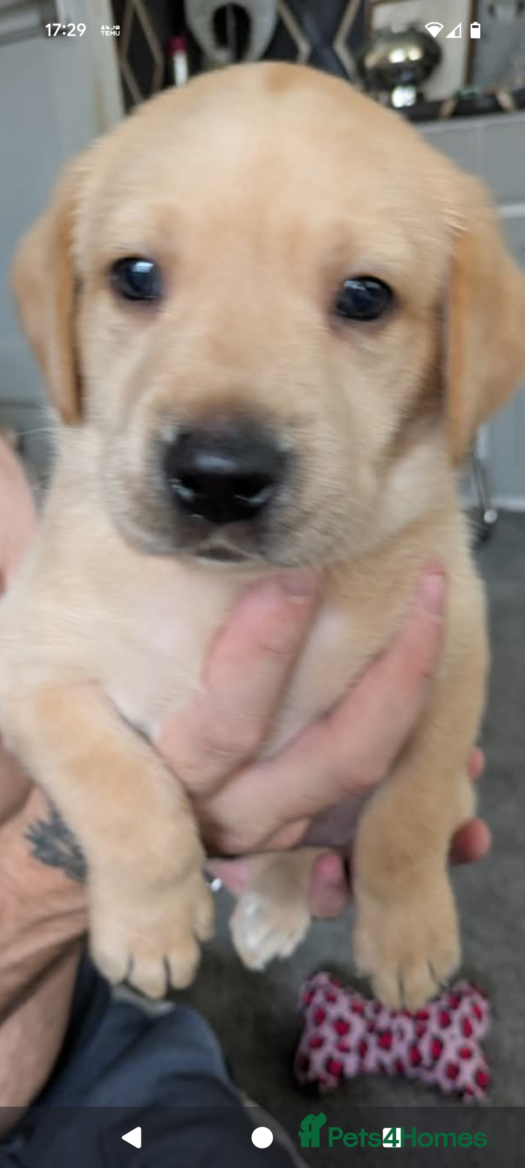 Labrador Retriever dogs for sale: Beautiful Labrador puppy's  - Image 2