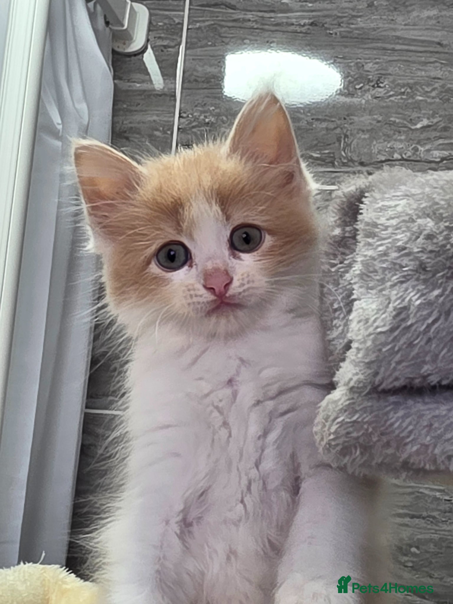 Maine Coon cats Maine×ragdoll - Advert 1