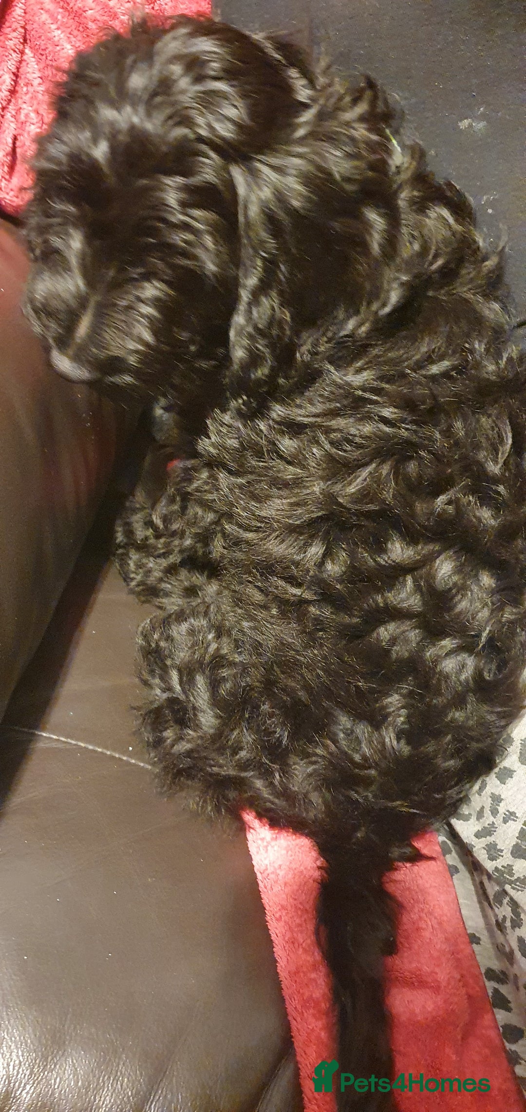 Cockapoo dogs for sale: 3 year old cockapoo bitch - Advert 6