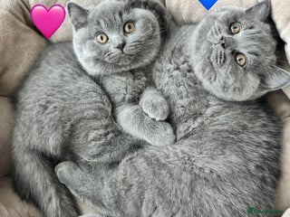 British Shorthair cats British Shorthair Blue 3 Girls GCCF registered - Advert 7