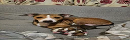 Mixed Breed dogs for sale: Mixed Puppies Looking for Their Forever Homes! - Advert 3