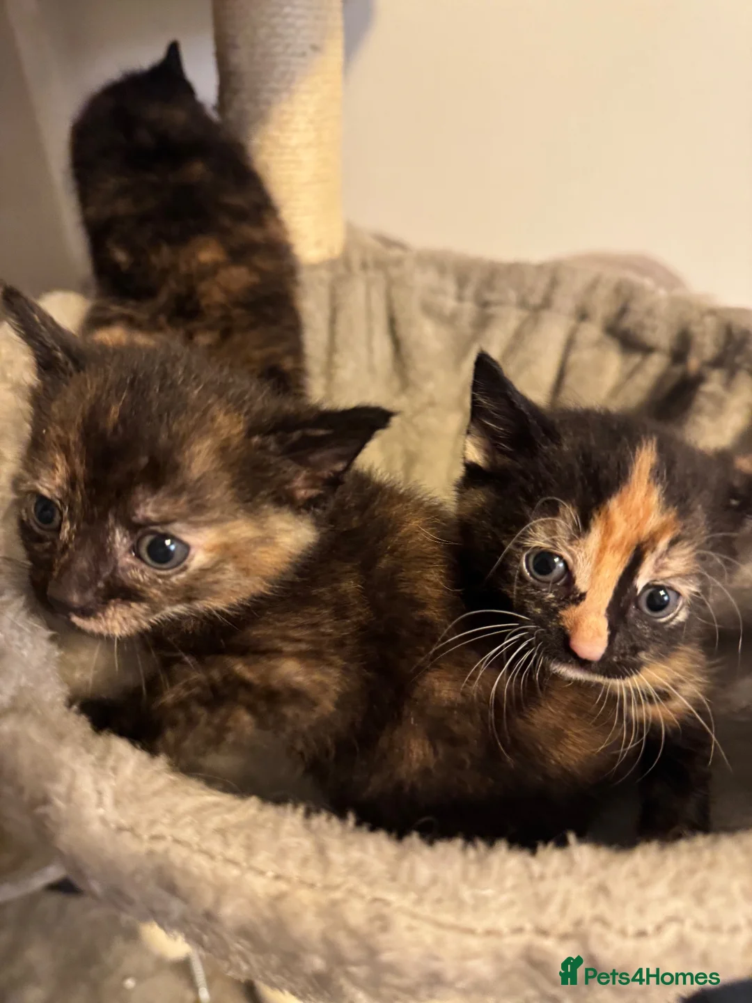 Mixed Breed cats for sale: Kittens 🐱  - Advert 2