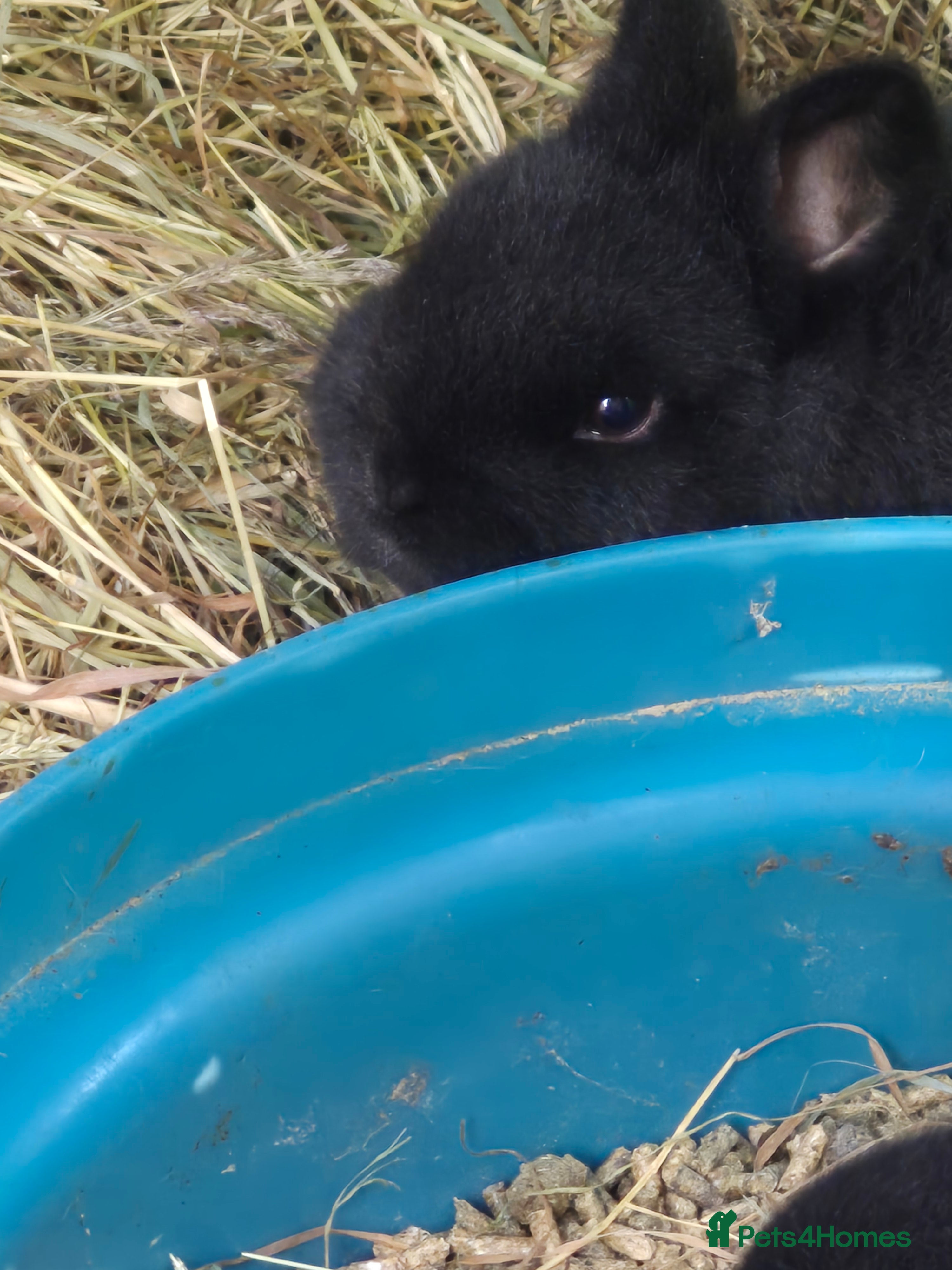 English Lop rabbits Mixed breed baby rabbit  - Advert 3