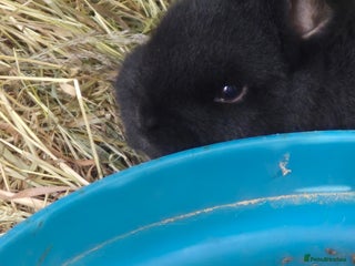 English Lop rabbits Mixed breed baby rabbit - Advert 2