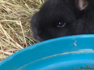 English Lop rabbits Mixed breed baby rabbit - Advert 3