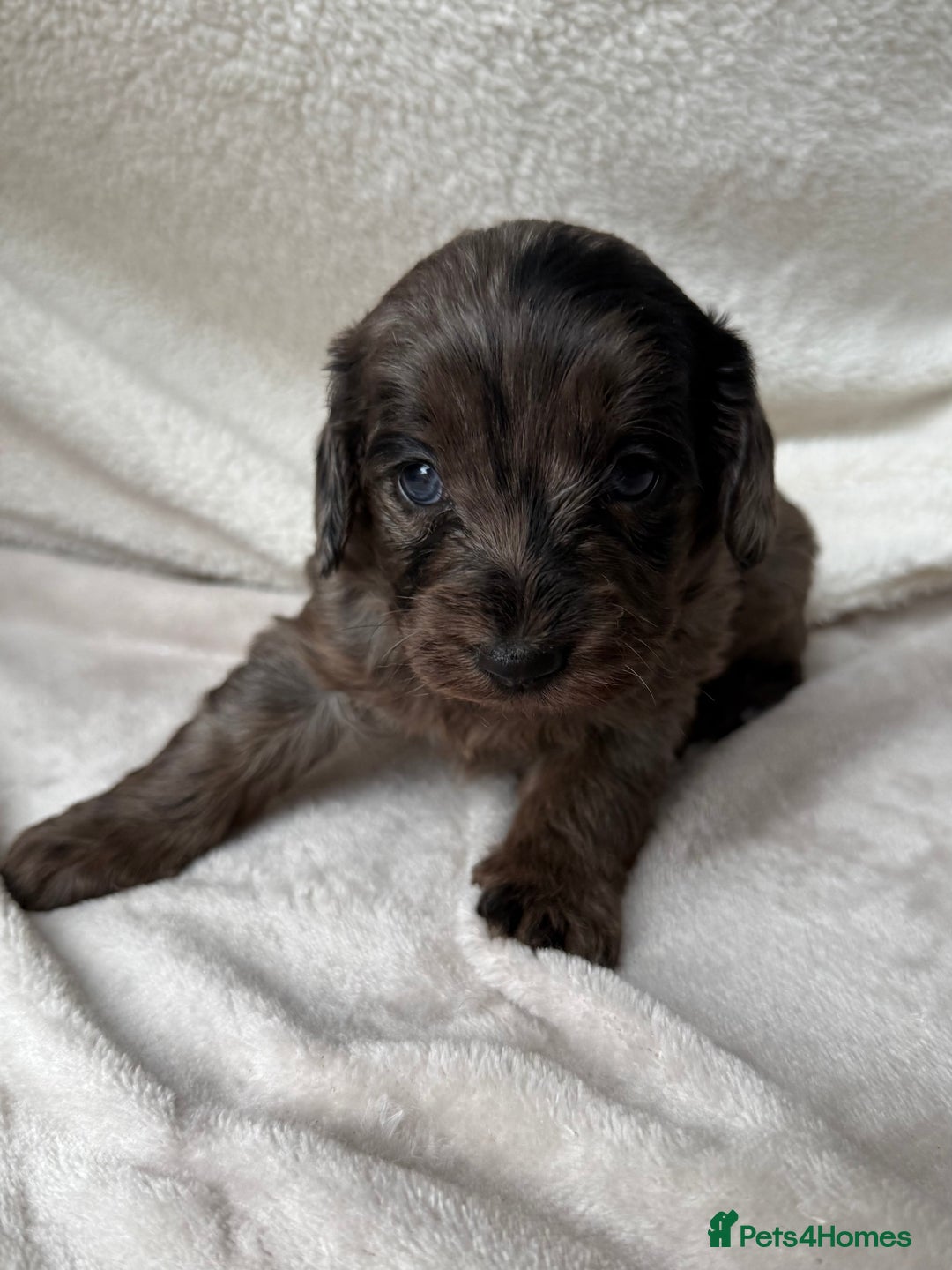 Cavapoo dogs for sale: Adorable Cavapoo Puppies - Advert 10