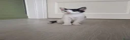 Mixed Breed cats for sale: 3 kittens available for loving homes - Advert 4