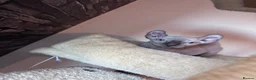 Sphynx cats for sale: ✨ Exceptional Sphynx Kittens –Last Two Available ✨ - Advert 7