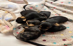 Yorkshire Terrier dogs for sale: Yorkshire terriers - Image 1