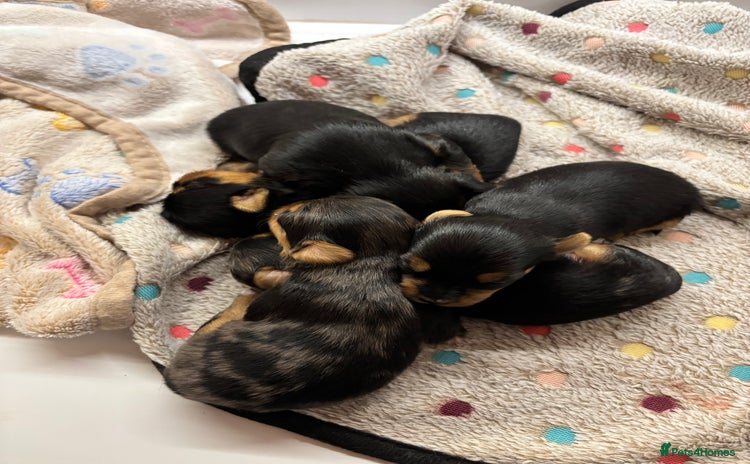 Yorkshire Terrier dogs - Advert 1