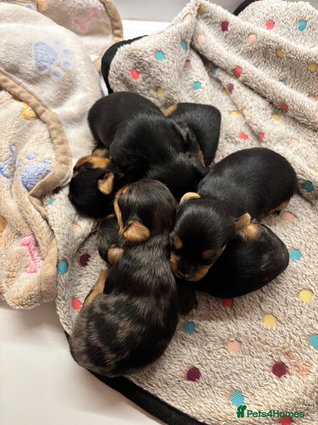 Yorkshire Terrier dogs for sale: Yorkshire terriers - Image 1