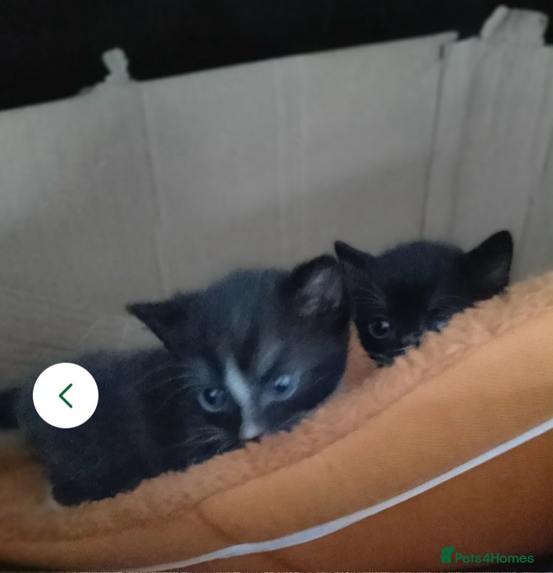 Mixed Breed cats for sale: 2 adorable kittens needing their forever homes - Image 1