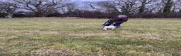 English Springer Spaniel dogs for stud: Beautiful big ESS for stud - Advert 3