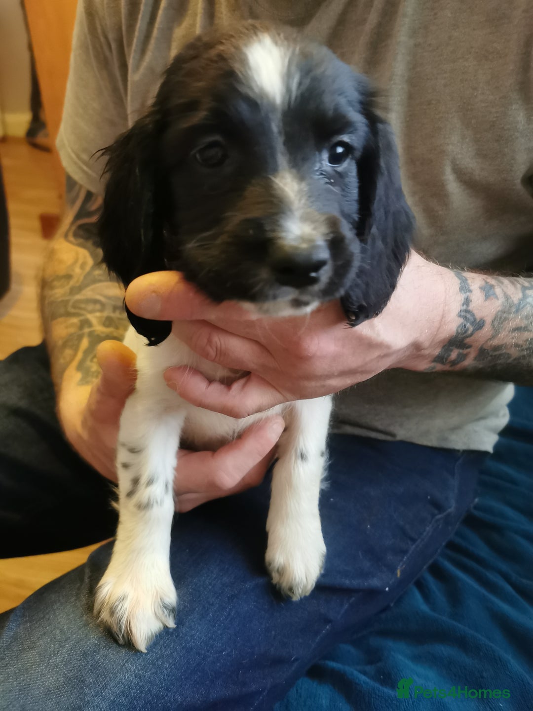 English Springer Spaniel dogs for sale: 9 Beautifully marked English Springer Spaniels  - Image 11