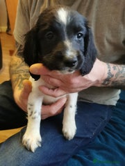 English Springer Spaniel Puppy 5