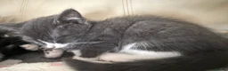 British Shorthair cats for sale: 3 beautiful medium tuxedo kittens - Advert 6