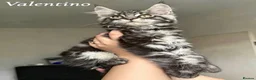 Maine Coon cats for sale: Champion line Maine Coon Kittens- TICA Registered  - Advert 25