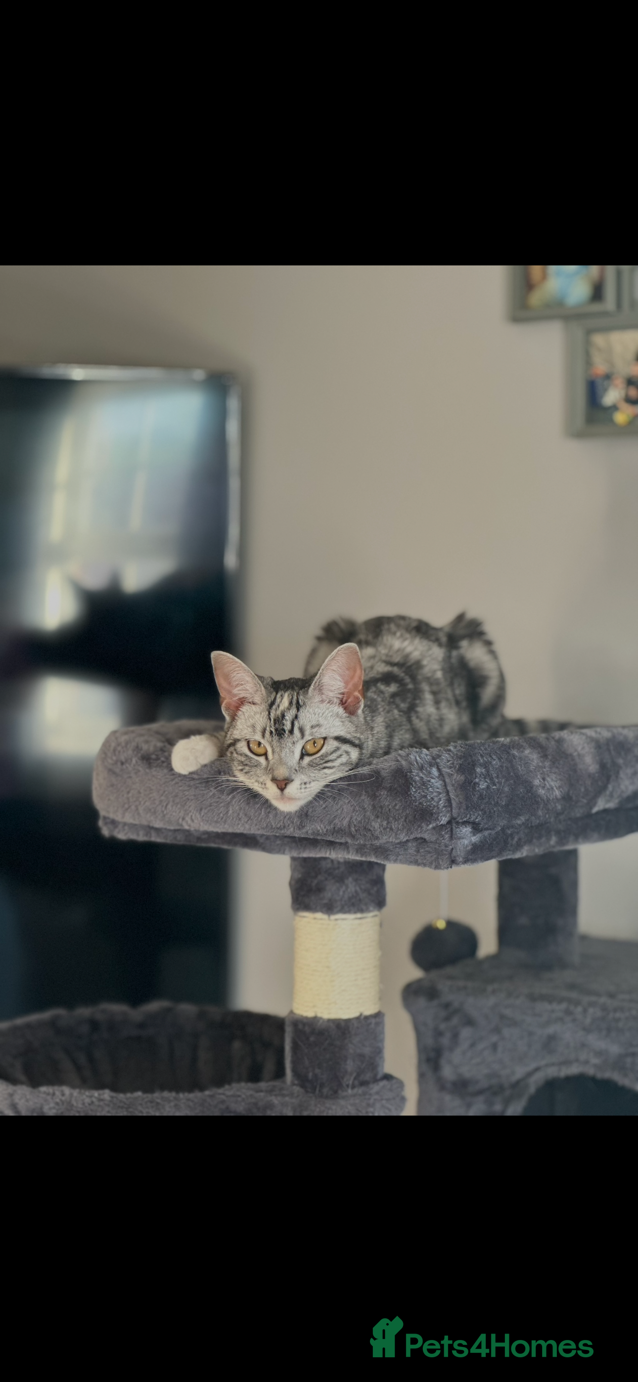 Domestic Shorthair cats Ginger Kittens for sale - Advert 1