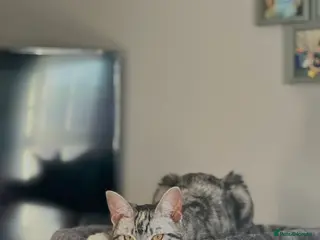 Domestic Shorthair cats Ginger Kittens for sale - Advert 2