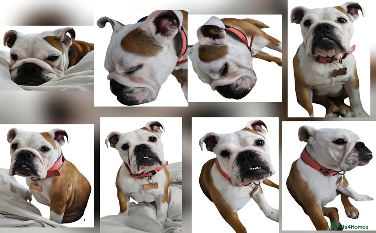 Mixed Breed dogs - Advert 2