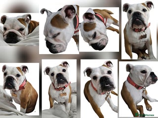 Mixed Breed dogs - Advert 5