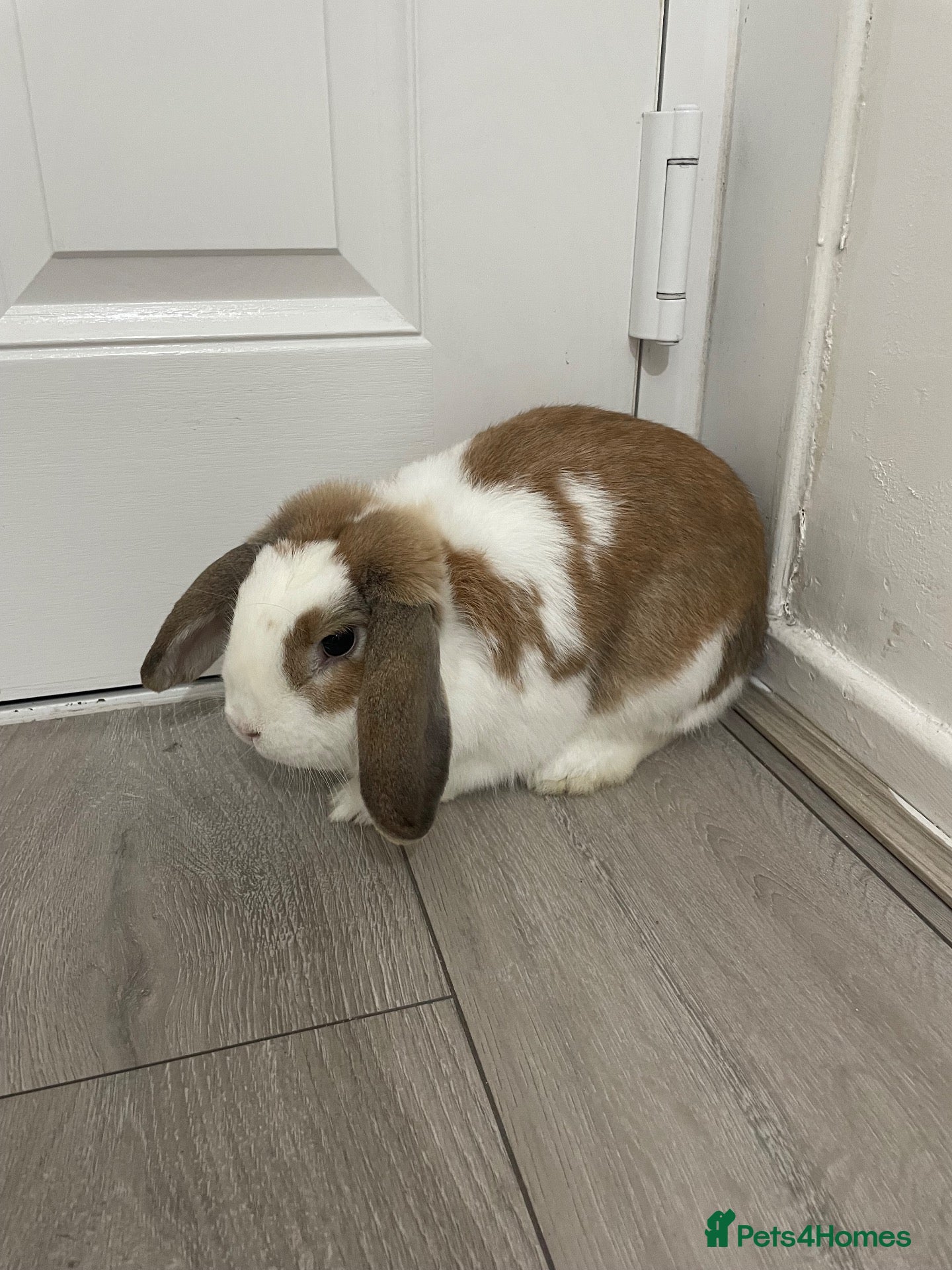 English rabbits for sale: Rabbit  - Advert 1