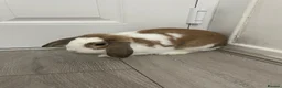 English rabbits for sale: Rabbit  in London - Advert 1