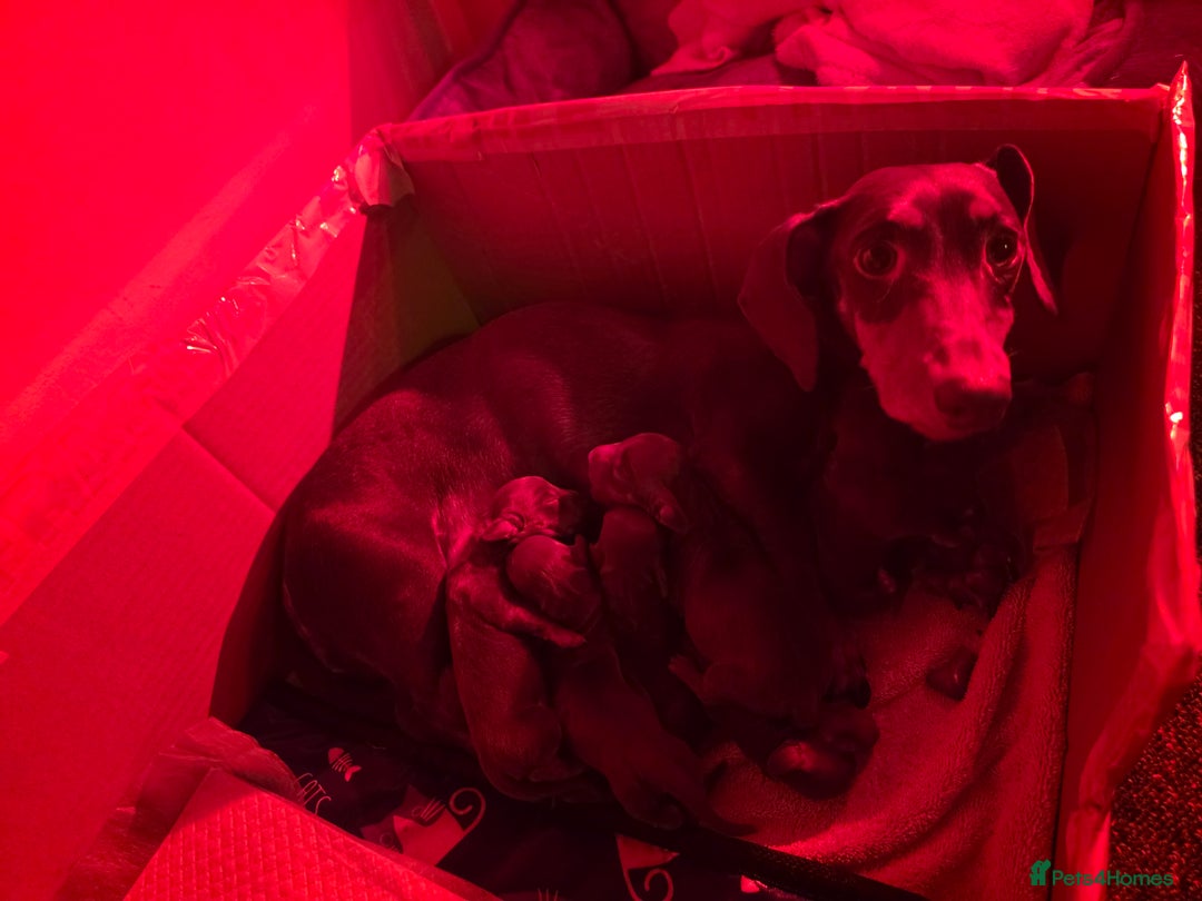 Dachshund dogs for sale: READY FOR NEW HOME 🐶 - Advert 16