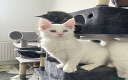 Maine Coon cats for sale: 😻😻beautiful Maine coone 👑👑😻♥️♥️ - Image 2