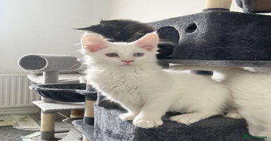 Maine Coon cats - Advert 1