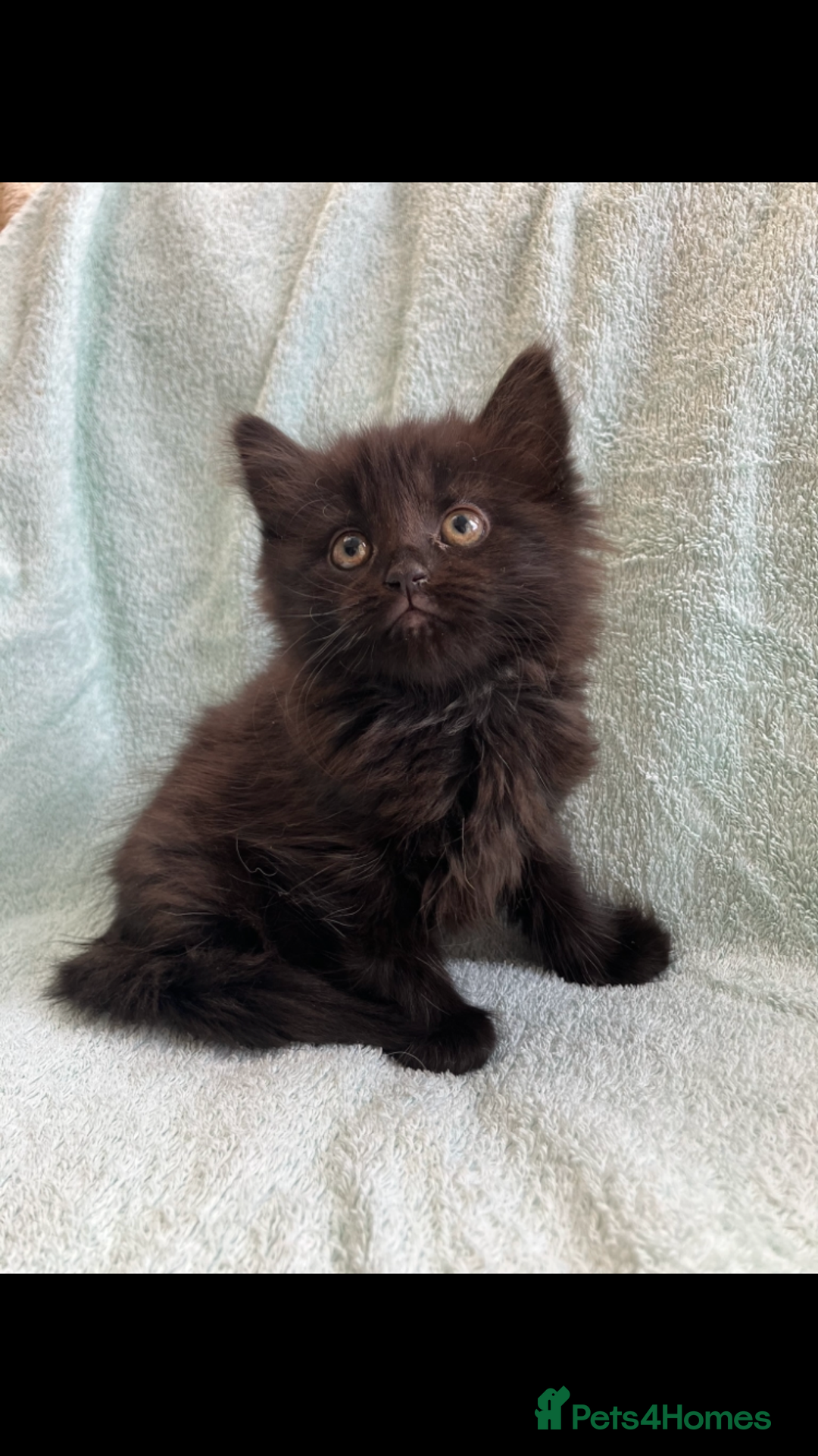 Mixed Breed cats for sale: Beautiful very fluffy kittens ready - Advert 1