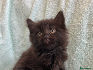 Mixed Breed cats Beautiful very fluffy kittens ready - Advert 8