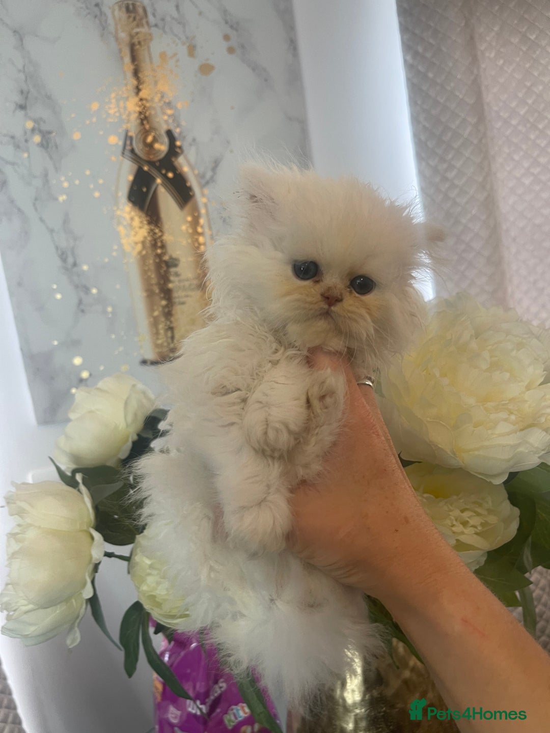 Persian cats for sale: Chinchilla Persian kittens  - Image 5