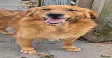 Golden Retriever dogs KC reg Golden Retriever Boy fully health tested - Advert 13