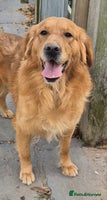 Golden Retriever dogs KC reg Golden Retriever Boy fully health tested - Advert 13