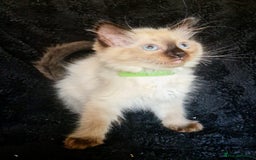 Ragdoll cats for sale: 1 LOVING RAGDOLL BOY is WAITING FOR LOVING HOME - Image 15