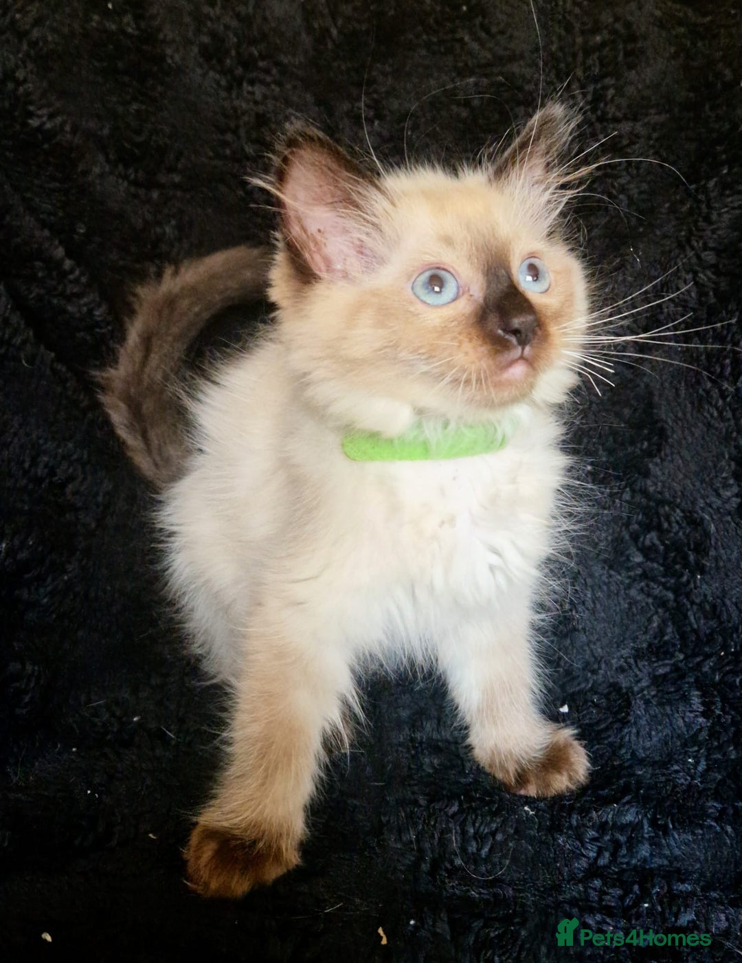 Ragdoll cats for sale: 1 LOVING RAGDOLL BOY is WAITING FOR LOVING HOME - Image 15