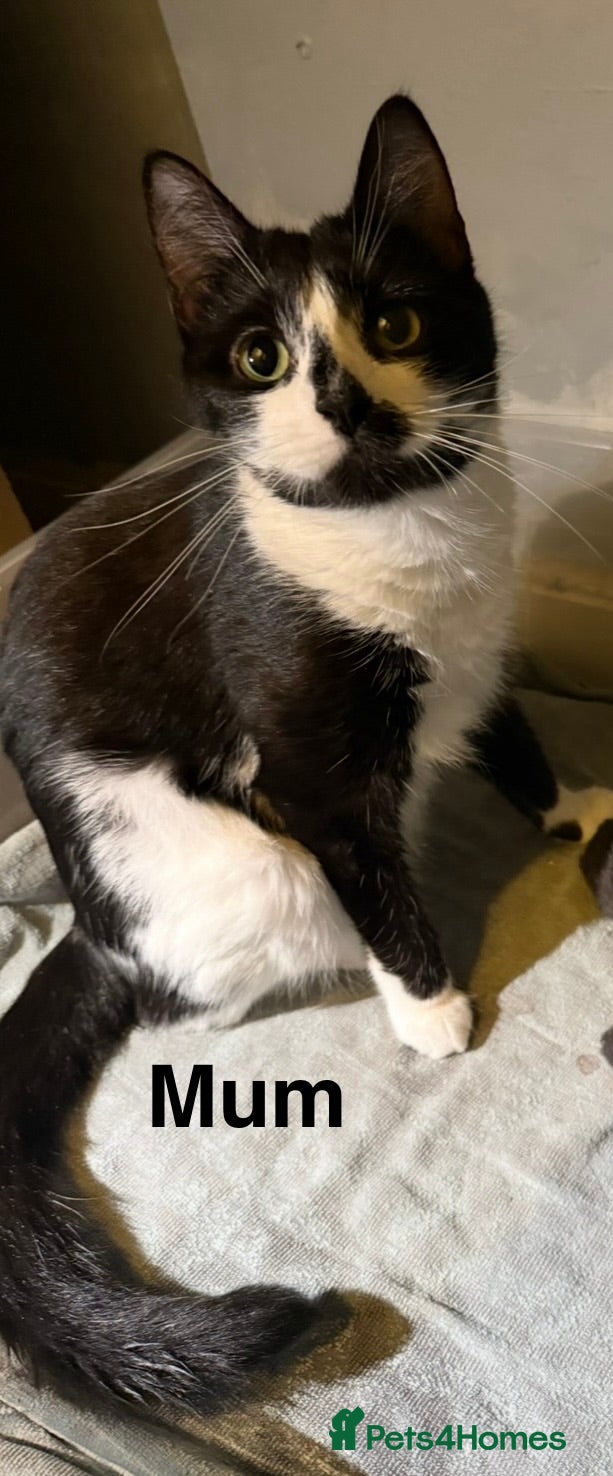 British Shorthair cats British Shorthair X Kittens  - Advert 1