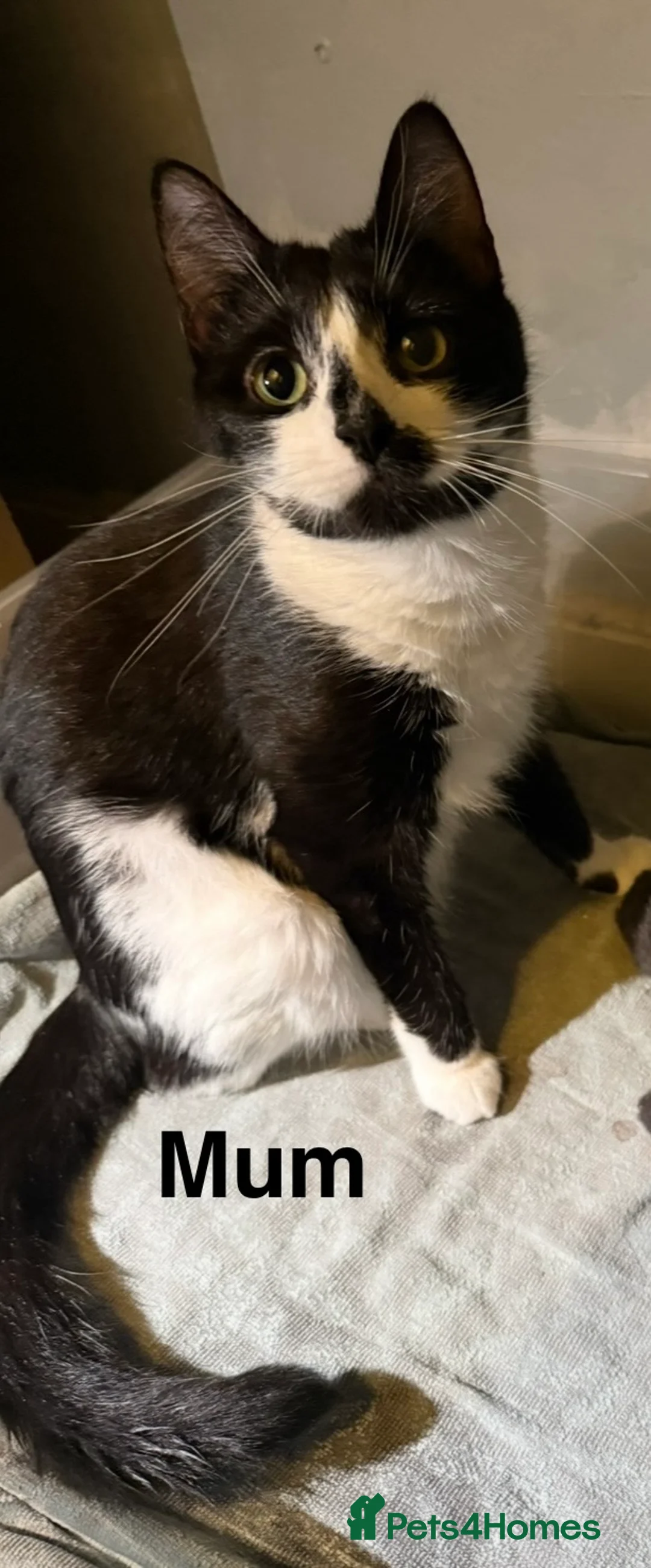 British Shorthair cats for sale: British Shorthair X Kittens  - Advert 1